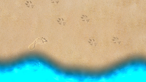 Footprints